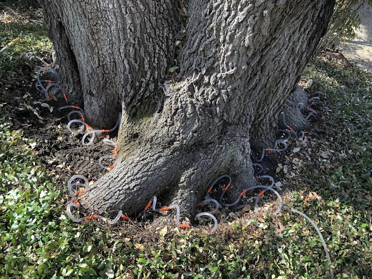 Detailed Tree Cabling and Bracing job site in Olympia Fields