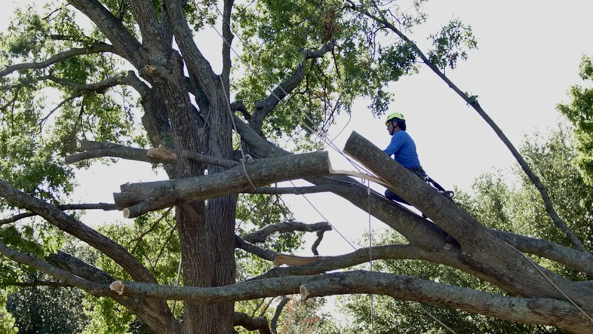 Professional Crown Thinning performed by certified arborists in Olympia Fields